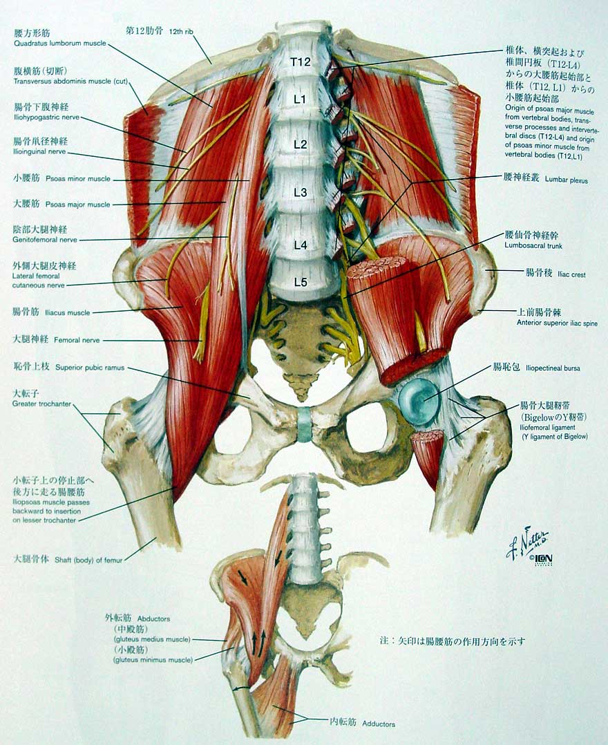 腰痛について 大腰筋 腸骨筋 胸郭 あさい整体 整体 長居 住吉区 腰痛 肩こり 骨盤矯正 酸素カプセル あさい整体